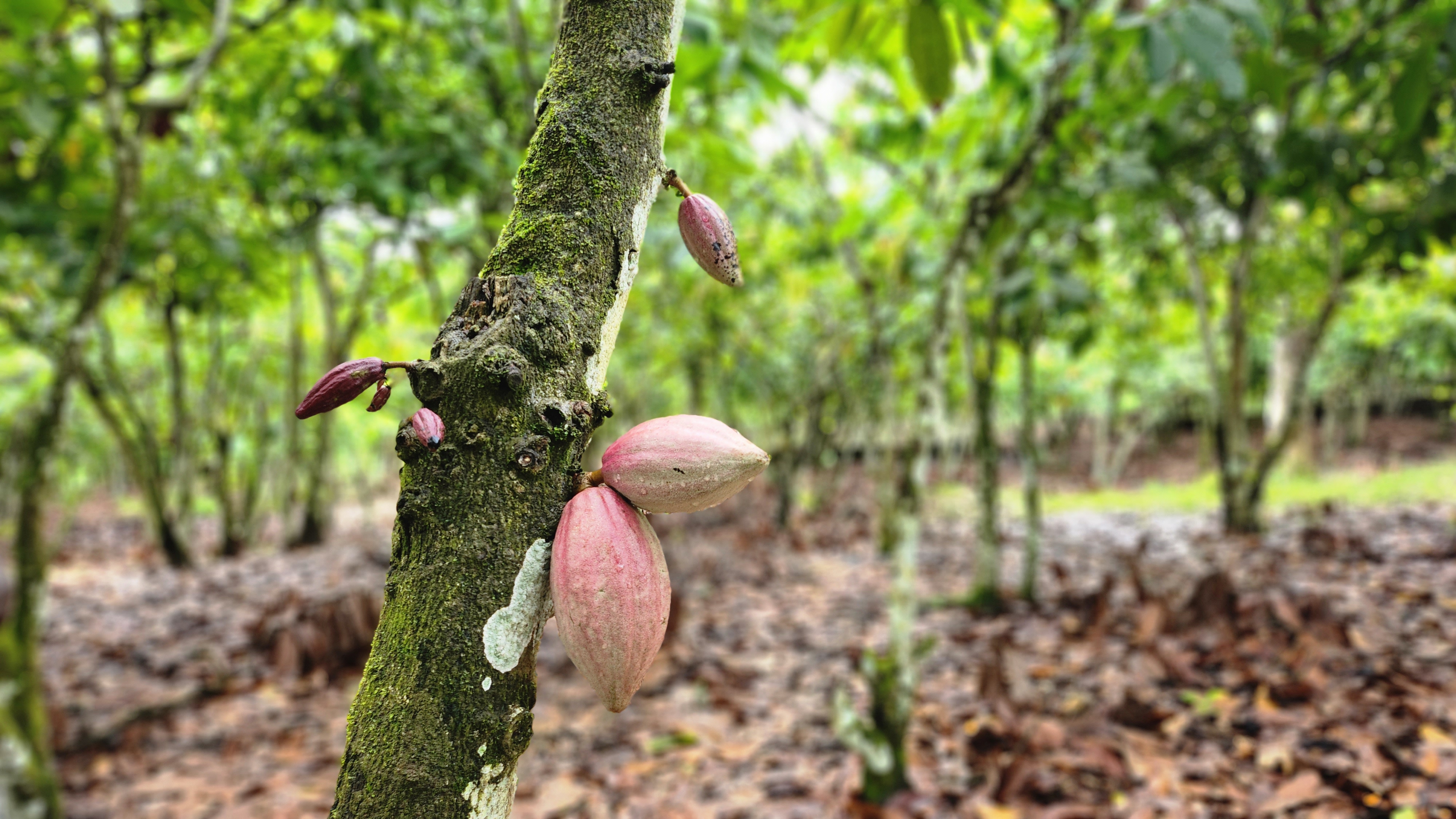 Côte d'Ivoire - Enhancing Resilience of Smallholder Cocoa Farmers through the Adaptation Benefit Mechanism