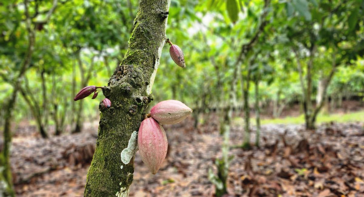 Côte d'Ivoire - Enhancing Resilience of Smallholder Cocoa Farmers through the Adaptation Benefit Mechanism