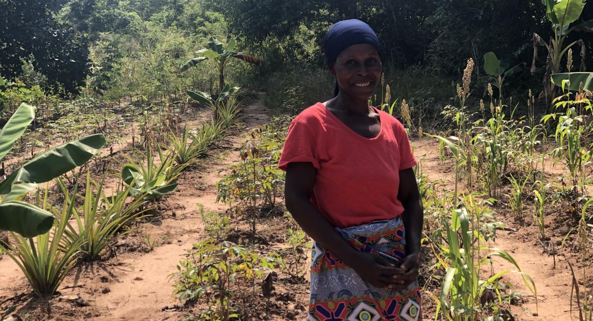 Mozambique - Synthropic Agriculture as a Strategy to Foster Resilience, Climate Adaptation, and Recovery of Vulnerable Communities Living in Degraded Marine and Coastal Ecosystems in Zambezia